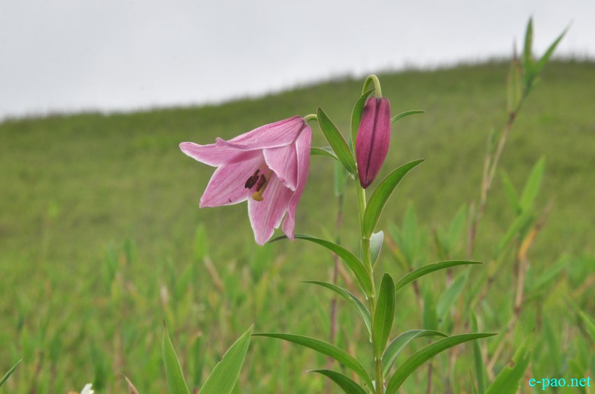 The rare Dzuko Lily in Dzuko valley of Manipur :: Second Week June 2014