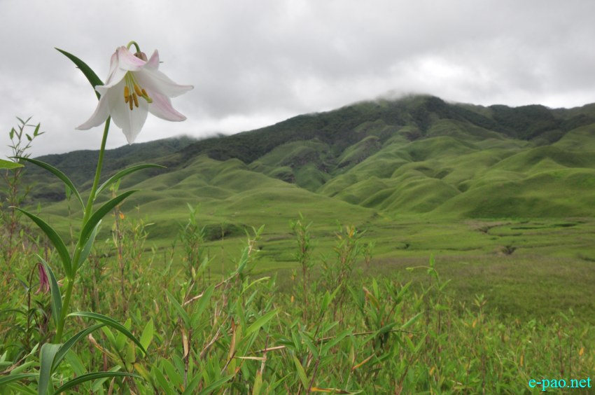 The rare Dzuko Lily in Dzuko valley of Manipur :: Second Week June 2014