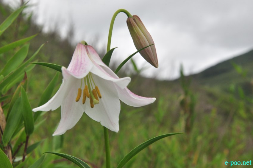 The rare Dzuko Lily in Dzuko valley of Manipur :: Second Week June 2014