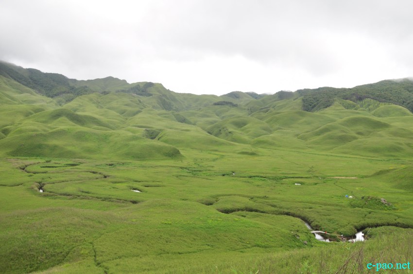 The rare Dzuko Lily in Dzuko valley of Manipur :: Second Week June 2014