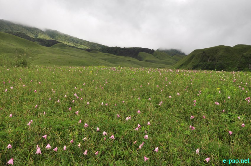 The rare Dzuko Lily in Dzuko valley of Manipur :: Second Week June 2014