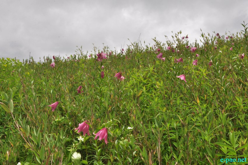 The rare Dzuko Lily in Dzuko valley of Manipur :: Second Week June 2014
