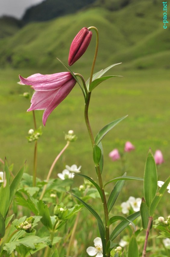 The rare Dzuko Lily in Dzuko valley of Manipur :: Second Week June 2014