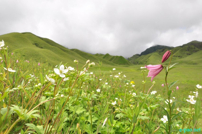 The rare Dzuko Lily in Dzuko valley of Manipur :: Second Week June 2014