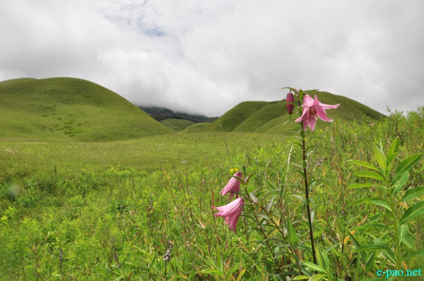 The rare Dzuko Lily in Dzuko valley of Manipur :: Second Week June 2014