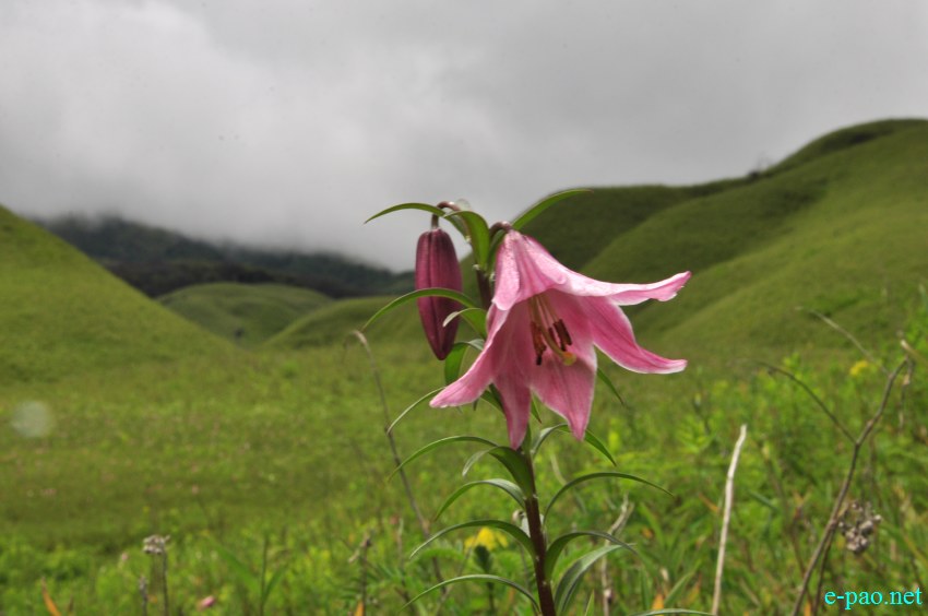 The rare Dzuko Lily in Dzuko valley of Manipur :: Second Week June 2014