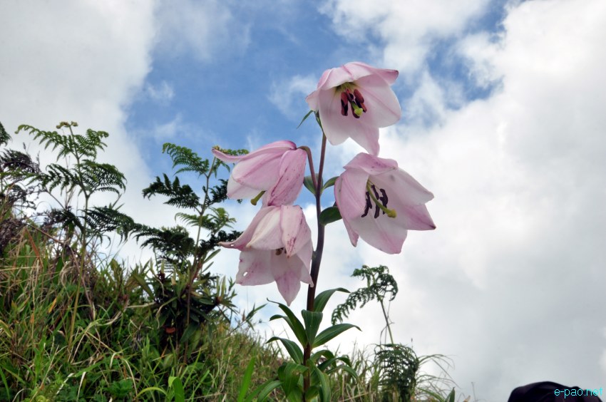 Shirui Lily or Siroi lily , the State Flower of Manipur