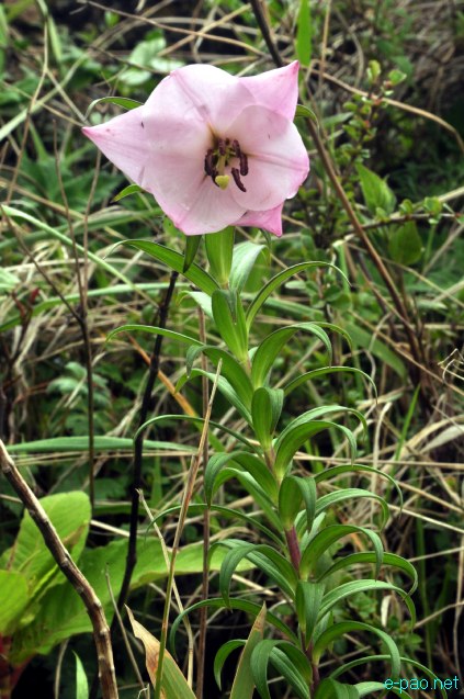 Shirui Lily or Siroi lily , the State Flower of Manipur blooming in May 2014 at Siroi hill ranges in Ukhrul district