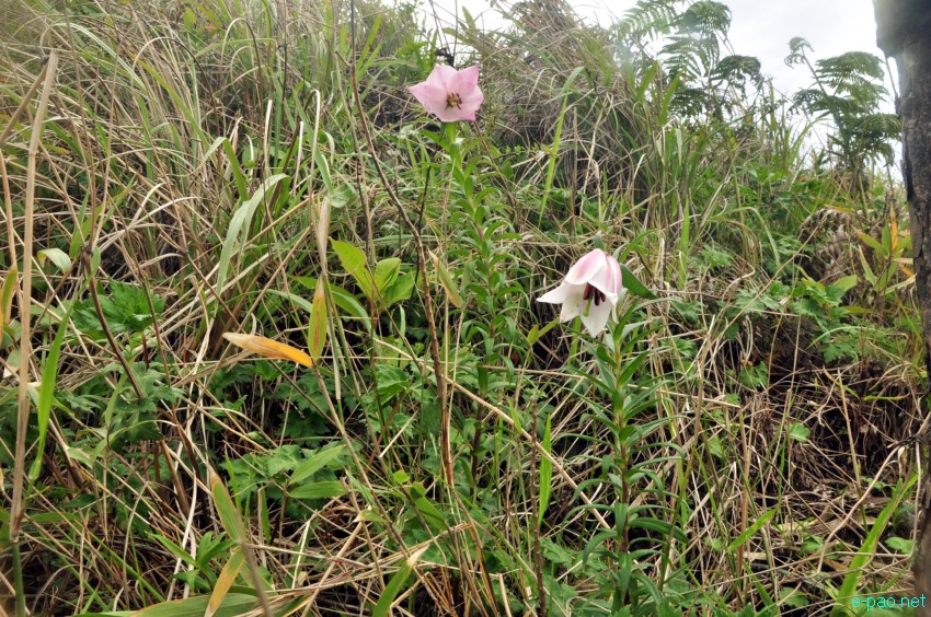 Shirui Lily or Siroi lily , the State Flower of Manipur blooming in May 2014 at Siroi hill ranges in Ukhrul district