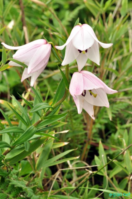 Shirui Lily or Siroi lily , the State Flower of Manipur blooming in May 2014 at Siroi hill ranges in Ukhrul district