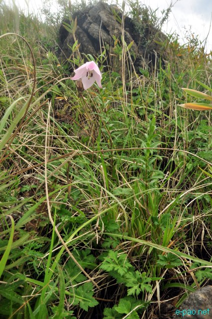 Shirui Lily or Siroi lily , the State Flower of Manipur blooming in May 2014 at Siroi hill ranges in Ukhrul district