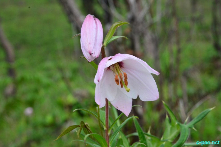  Shirui Lily or Siroi lily , the State Flower of Manipur blooming in May 2015 at Siroi hill ranges in Ukhrul district 