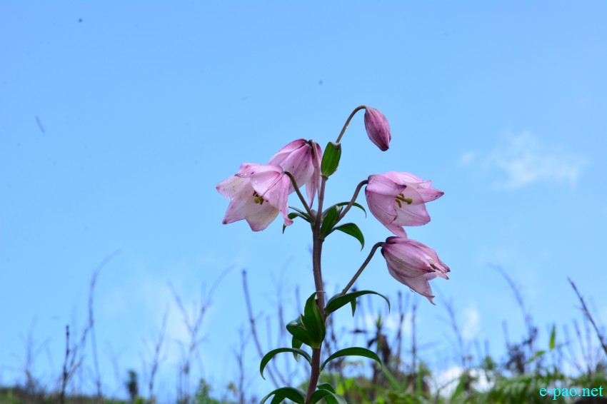 Shirui Lily or Siroi lily , the State Flower of Manipur blooming in May 2015 at Siroi hill ranges in Ukhrul district