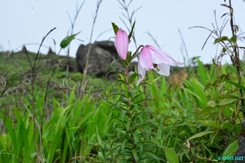 Shirui Lily or Siroi lily , the State Flower of Manipur blooming in May 2015 at Siroi hill ranges in Ukhrul district