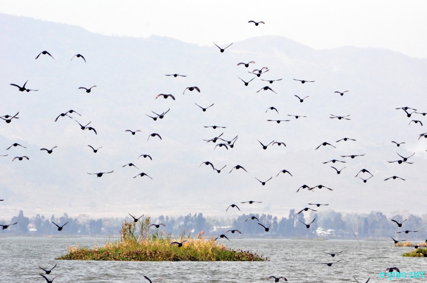 Bird Watching at Loktak Lake on World Wetlands  Day :: 2nd February 2016