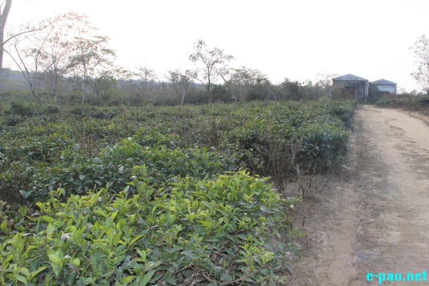 Condition of  a Tea Garden at Jiribam :: Last week February 2016