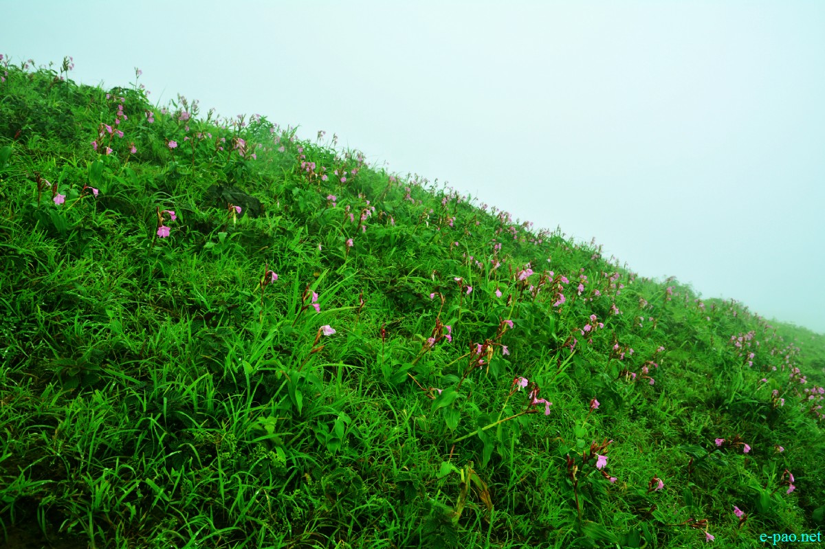 Phiyowon blooms in abundance at Mount Hoyang (Huya) Kachui ( in Ukhrul District) during July