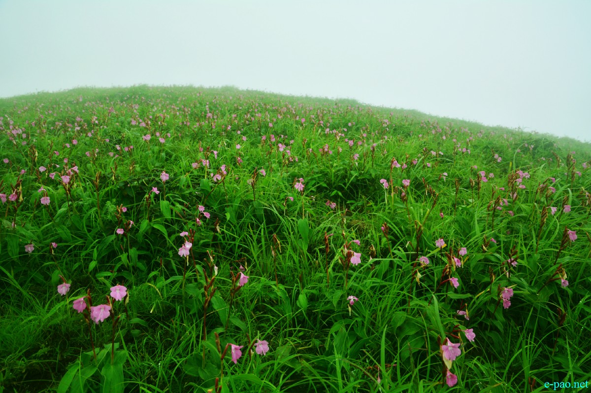 Phiyowon blooms in abundance at Mount Hoyang (Huya) Kachui ( in Ukhrul District) during July