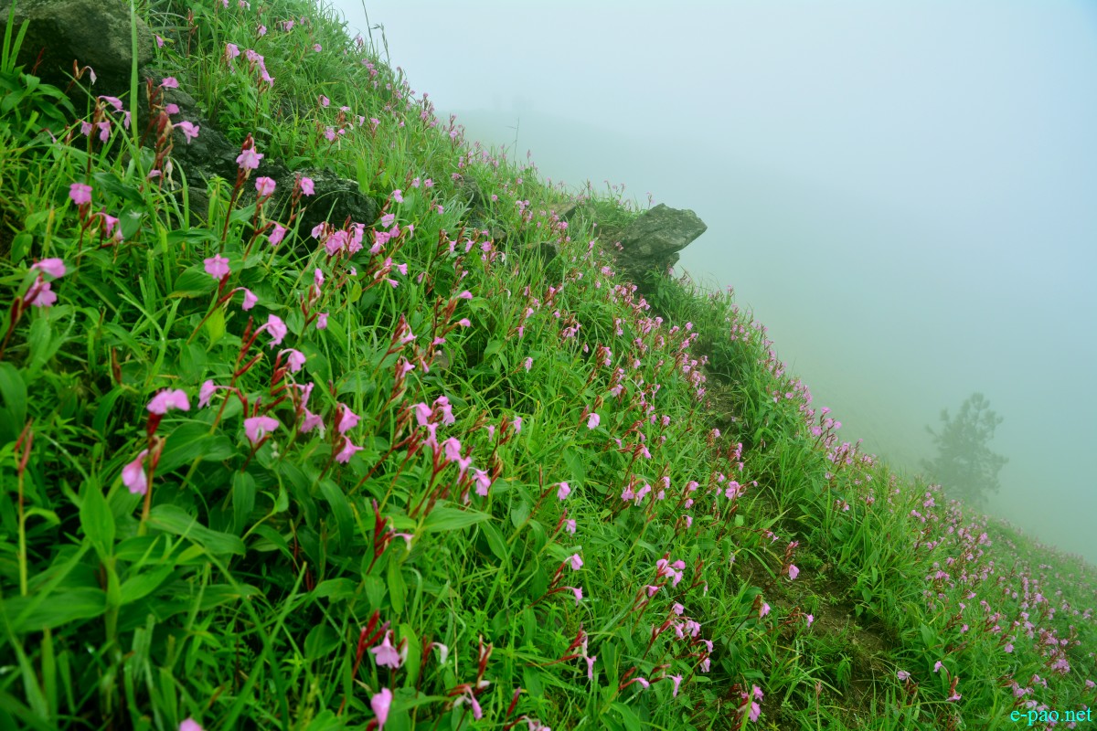 Phiyowon blooms in abundance at Mount Hoyang (Huya) Kachui ( in Ukhrul District) during July