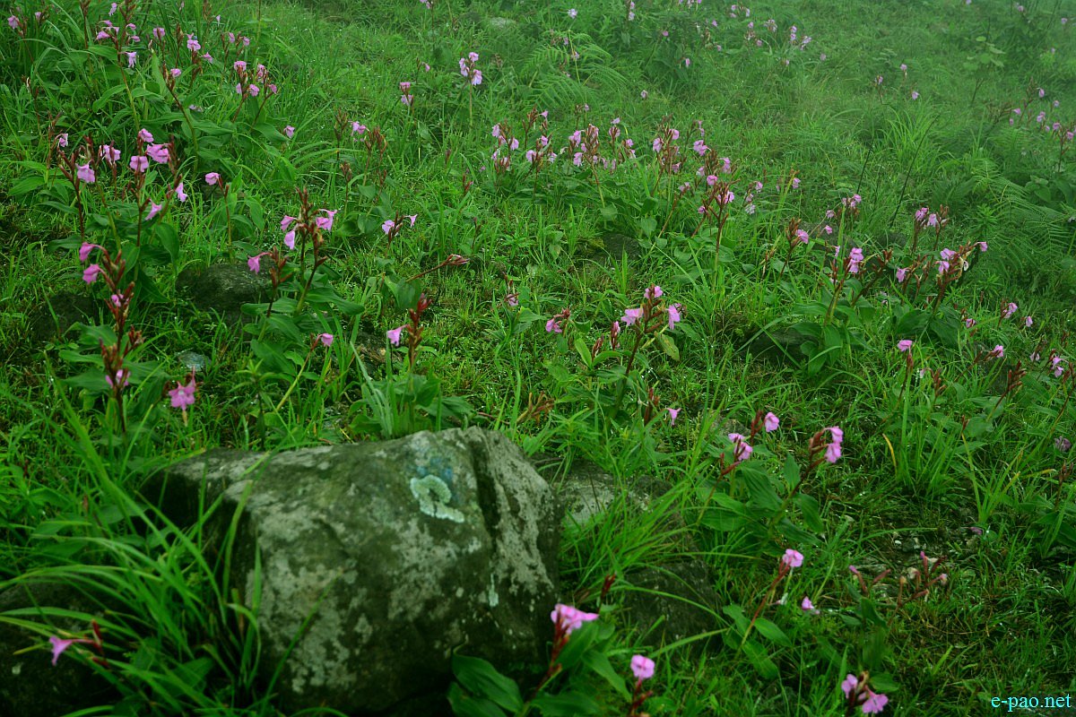 Phiyowon blooms in abundance at Mount Hoyang (Huya) Kachui ( in Ukhrul District) during July