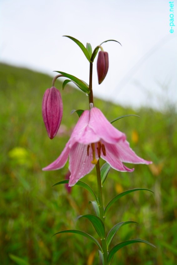 The rare Dzuko Lily in Dzuko valley of Manipur blooming in June 2016 in Senapati district