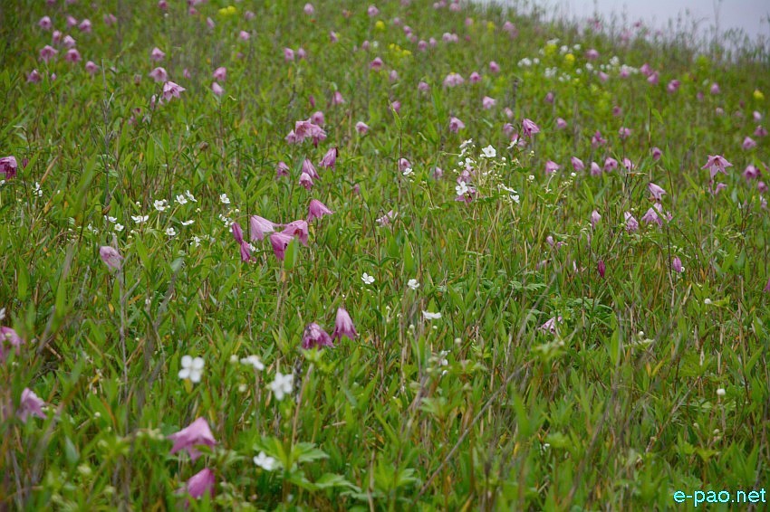 The rare Dzuko Lily in Dzuko valley of Manipur blooming in June 2016 in Senapati district