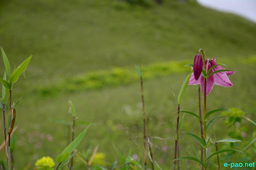The rare Dzuko Lily in Dzuko valley of Manipur blooming in June 2016 in Senapati district