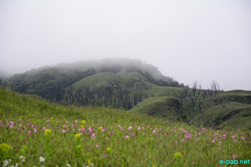The rare Dzuko Lily in Dzuko valley of Manipur blooming in June 2016 in Senapati district