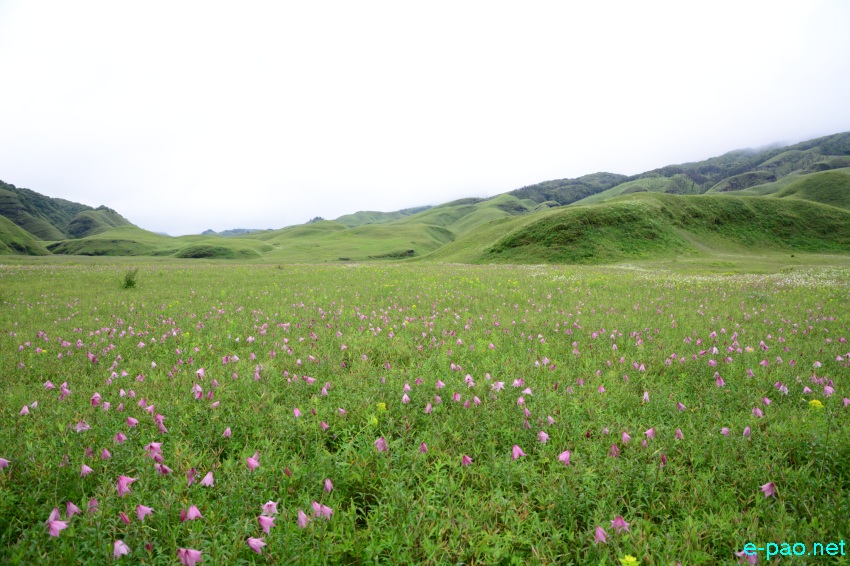 The rare Dzuko Lily in Dzuko valley of Manipur blooming in June 2016 in Senapati district