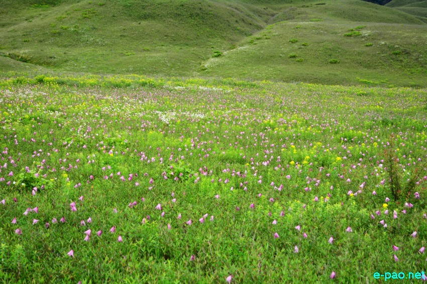 The rare Dzuko Lily in Dzuko valley of Manipur blooming in June 2016 in Senapati district