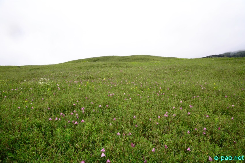 The rare Dzuko Lily in Dzuko valley of Manipur blooming in June 2016 in Senapati district