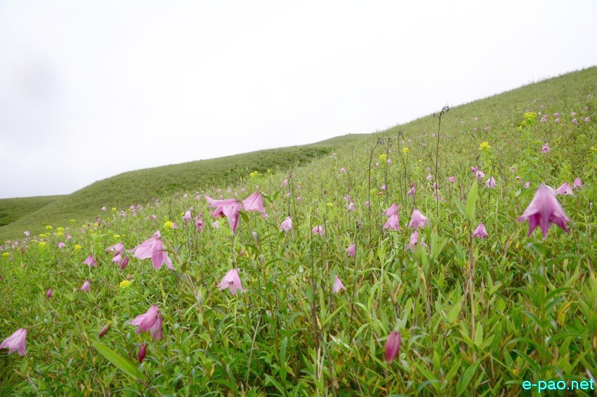 The rare Dzuko Lily in Dzuko valley of Manipur blooming in June 2016 in Senapati district
