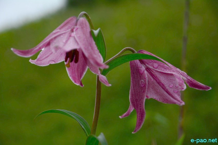 The rare Dzuko Lily in Dzuko valley of Manipur blooming in June 2016 in Senapati district