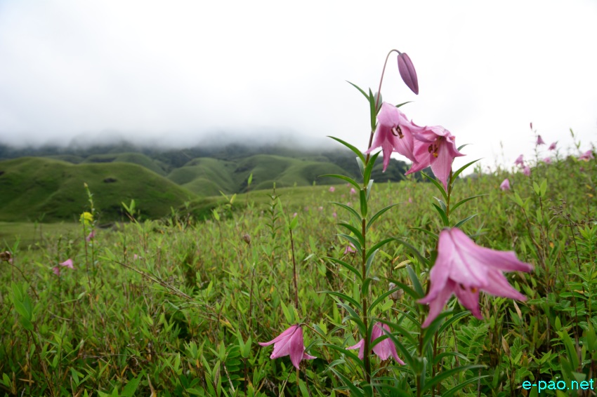 The rare Dzuko Lily in Dzuko valley of Manipur blooming in June 2016   in Senapati district