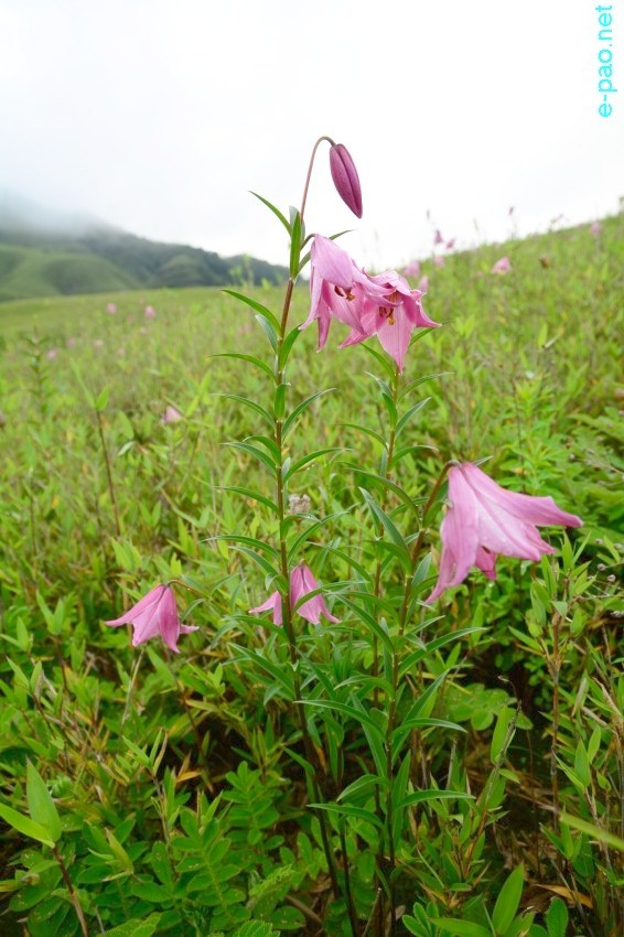 The rare Dzuko Lily in Dzuko valley of Manipur blooming in June 2016   in Senapati district