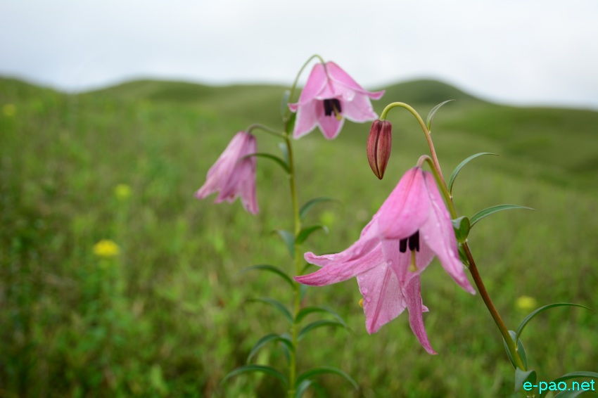 The rare Dzuko Lily in Dzuko valley of Manipur blooming in June 2016   in Senapati district