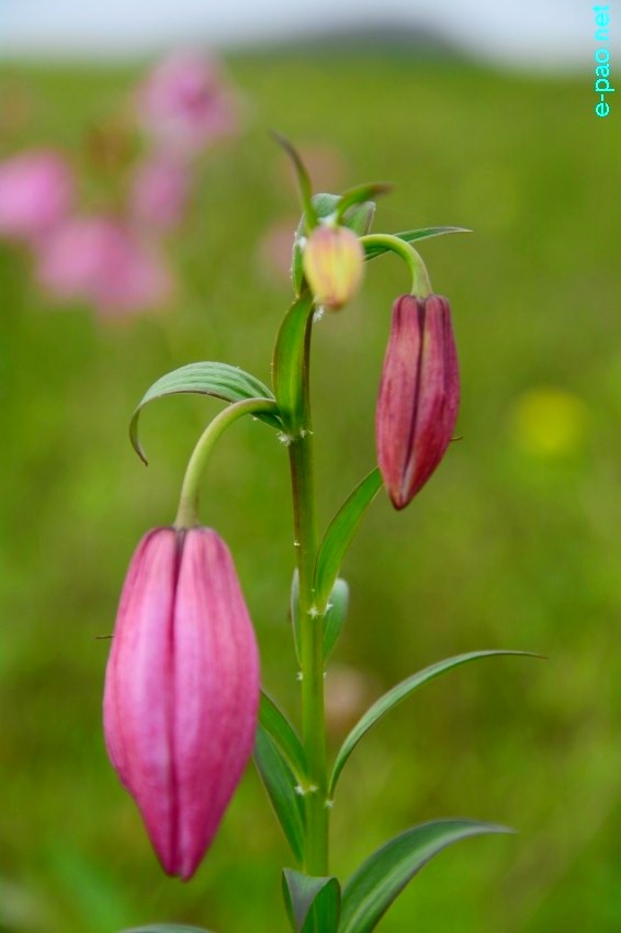 The rare Dzuko Lily in Dzuko valley of Manipur blooming in June 2016   in Senapati district