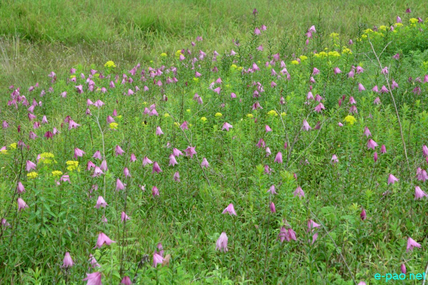 The rare Dzuko Lily in Dzuko valley of Manipur blooming in June 2016   in Senapati district