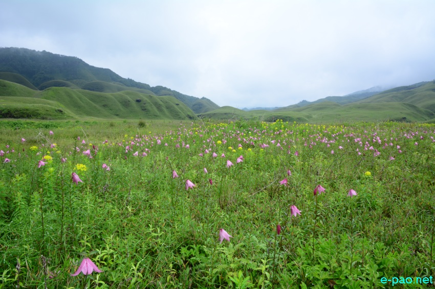 The rare Dzuko Lily in Dzuko valley of Manipur blooming in June 2016   in Senapati district