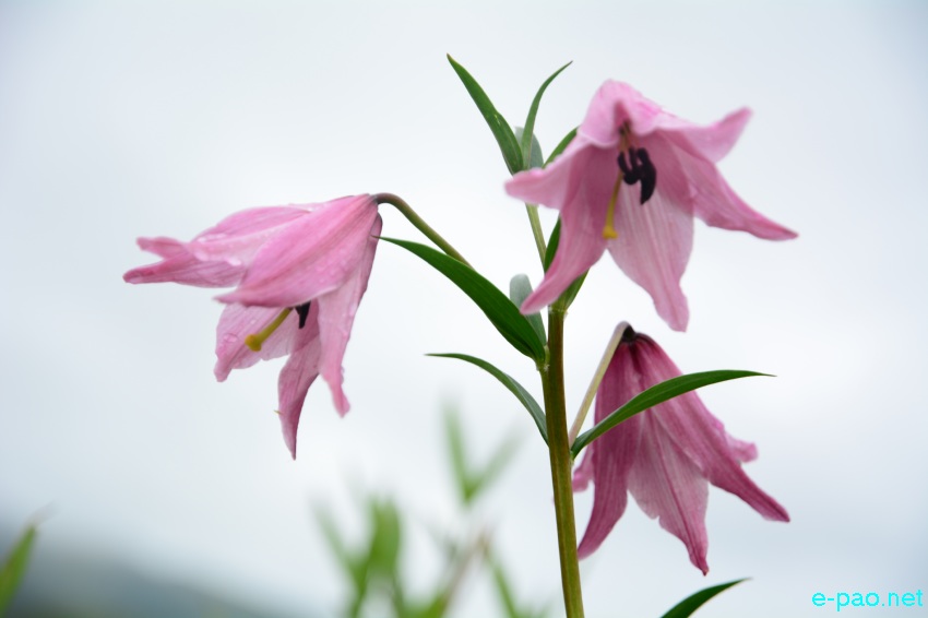 The rare Dzuko Lily in Dzuko valley of Manipur blooming in June 2016   in Senapati district