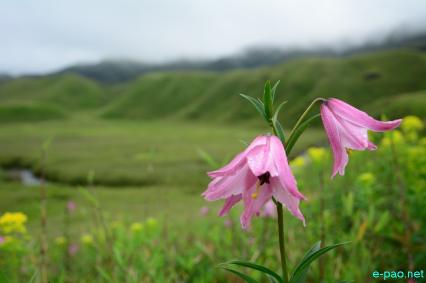 The rare Dzuko Lily in Dzuko valley of Manipur blooming in June 2016   in Senapati district
