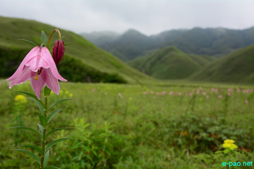 The rare Dzuko Lily in Dzuko valley of Manipur blooming in June 2016   in Senapati district