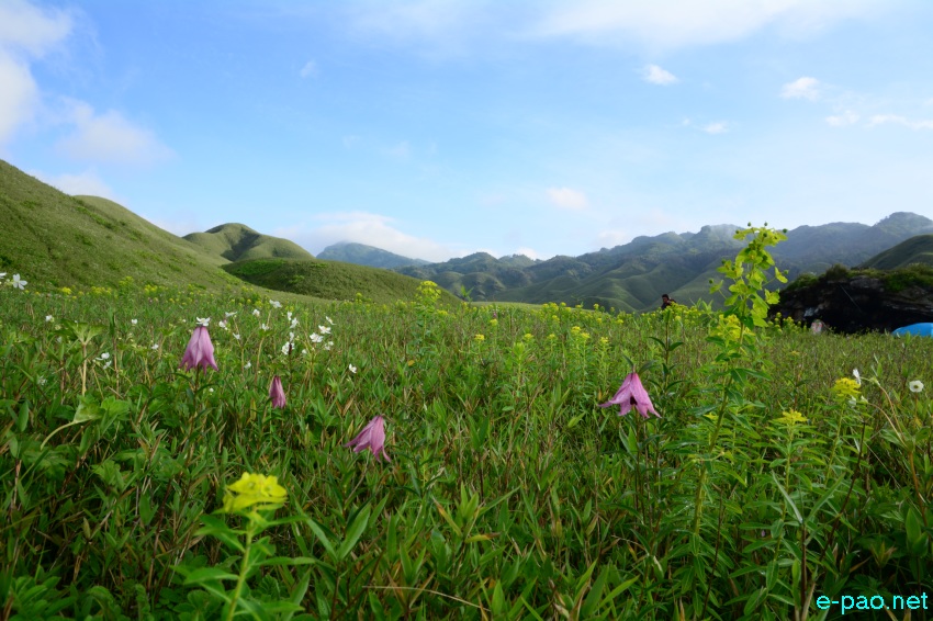 The rare Dzuko Lily in Dzuko valley of Manipur blooming in June 2016   in Senapati district