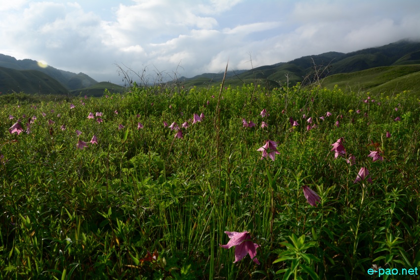 The rare Dzuko Lily in Dzuko valley of Manipur blooming in June 2016   in Senapati district