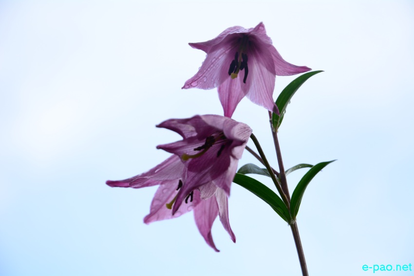 The rare Dzuko Lily in Dzuko valley of Manipur blooming in June 2016   in Senapati district