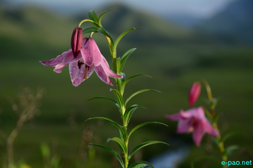 The rare Dzuko Lily in Dzuko valley of Manipur blooming in June 2016   in Senapati district