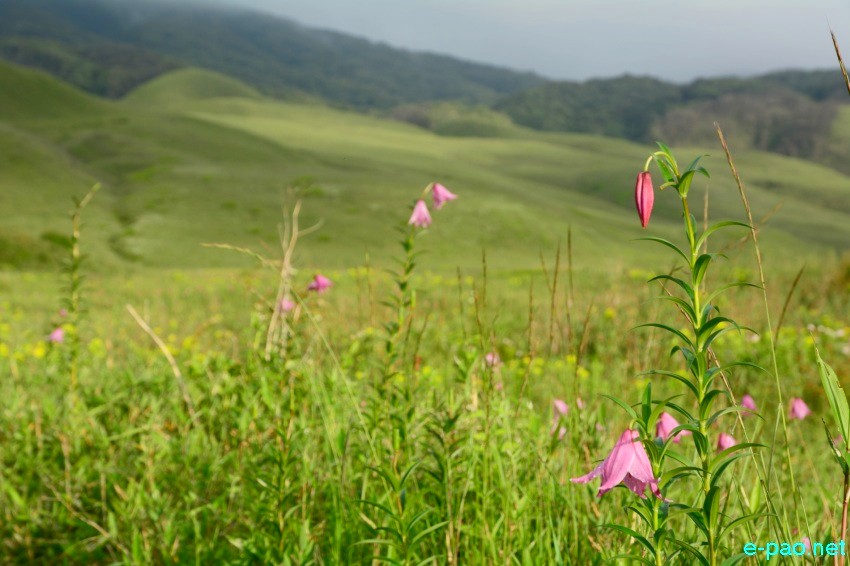The rare Dzuko Lily in Dzuko valley of Manipur blooming in June 2016   in Senapati district