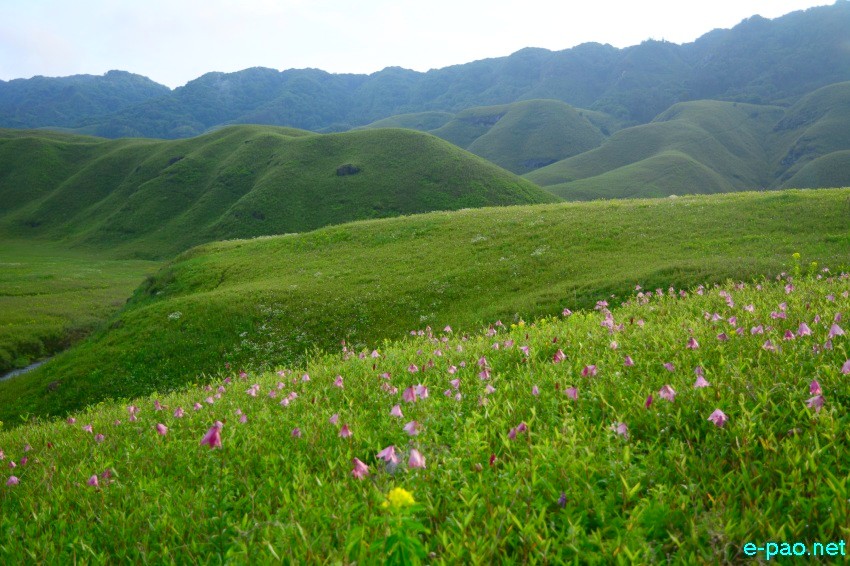 The rare Dzuko Lily in Dzuko valley of Manipur blooming in June 2016 in Senapati district