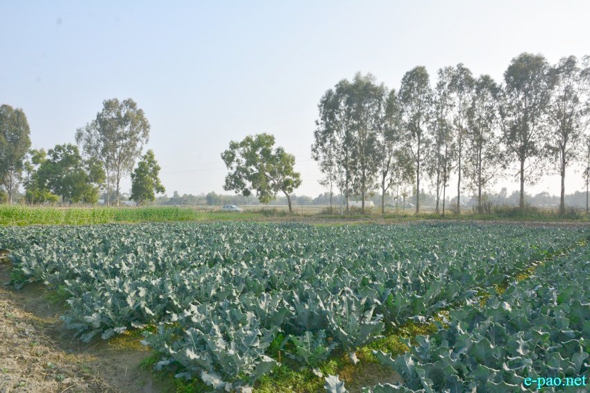 winter vegetables  at Toubul village area under Bishnupur District :: January 13 2016