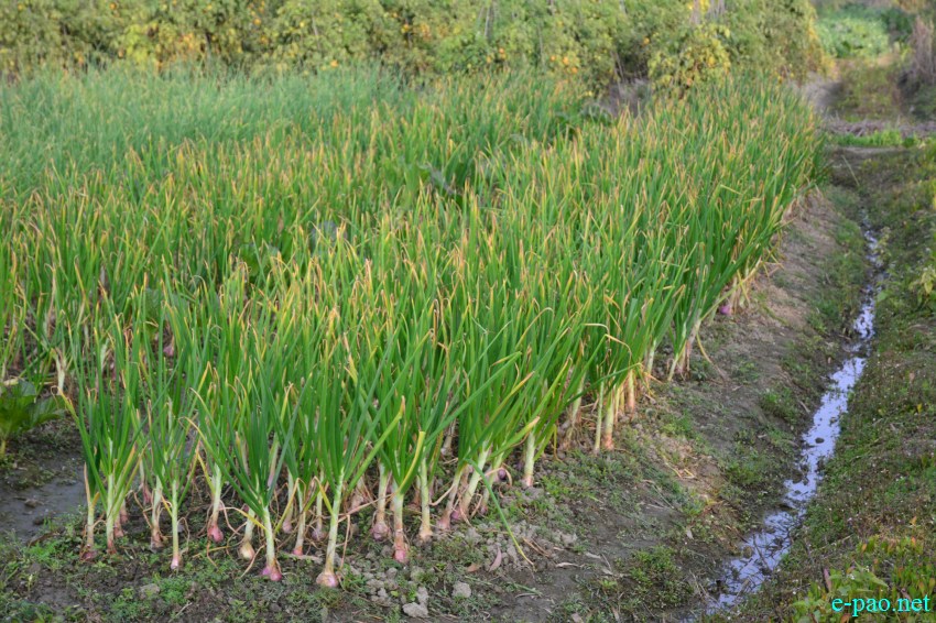 The winter vegetables  at Toubul village area under Bishnupur District :: January 13 2016